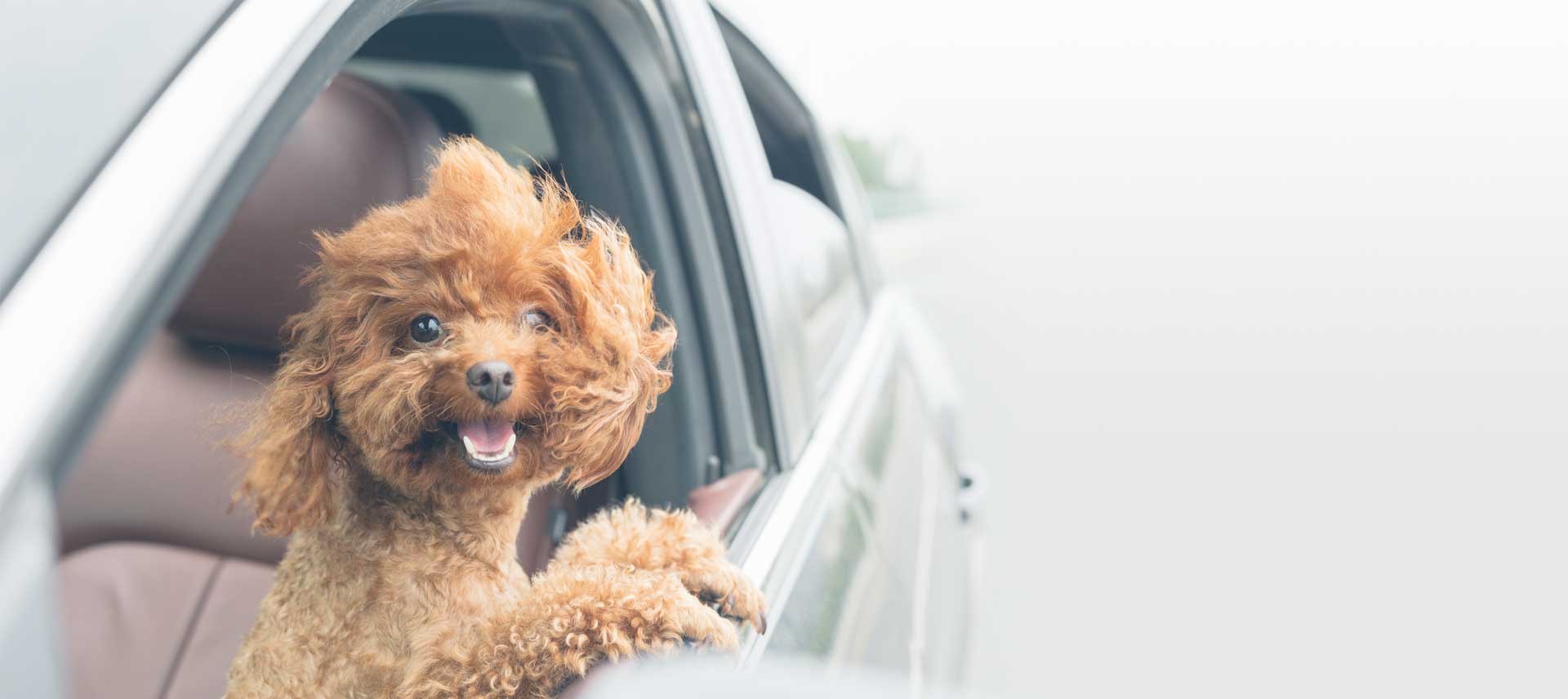 Dog Boarding - Dog in car