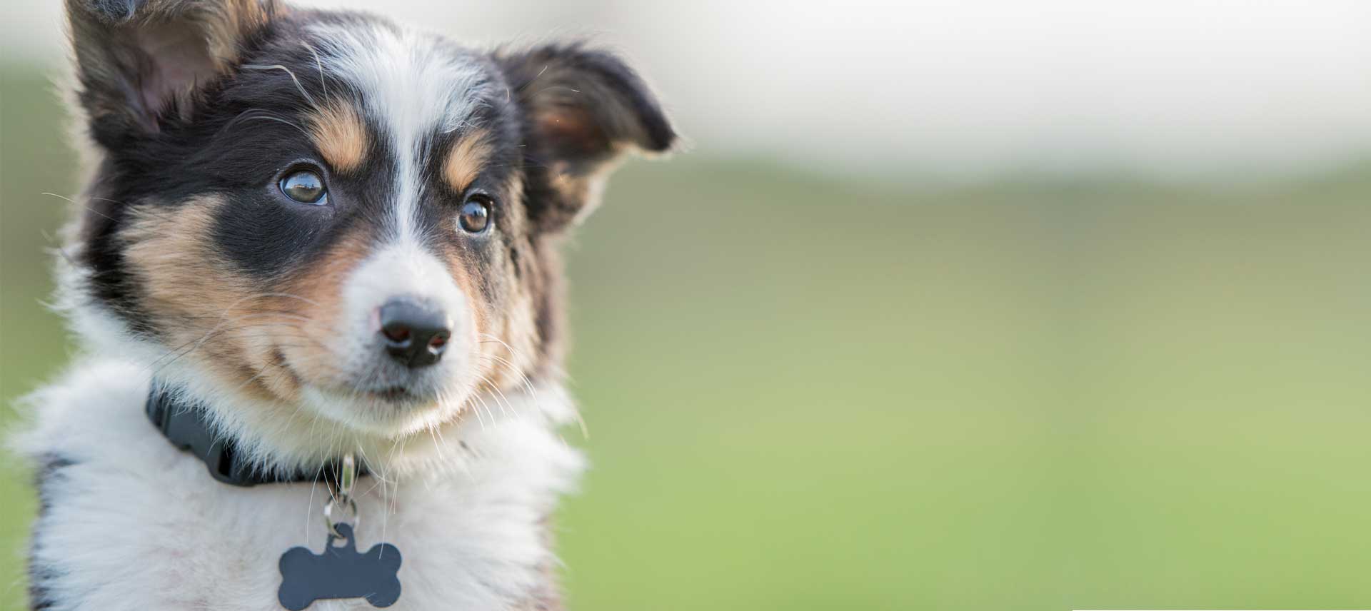 Dog boarding -Dog closeup