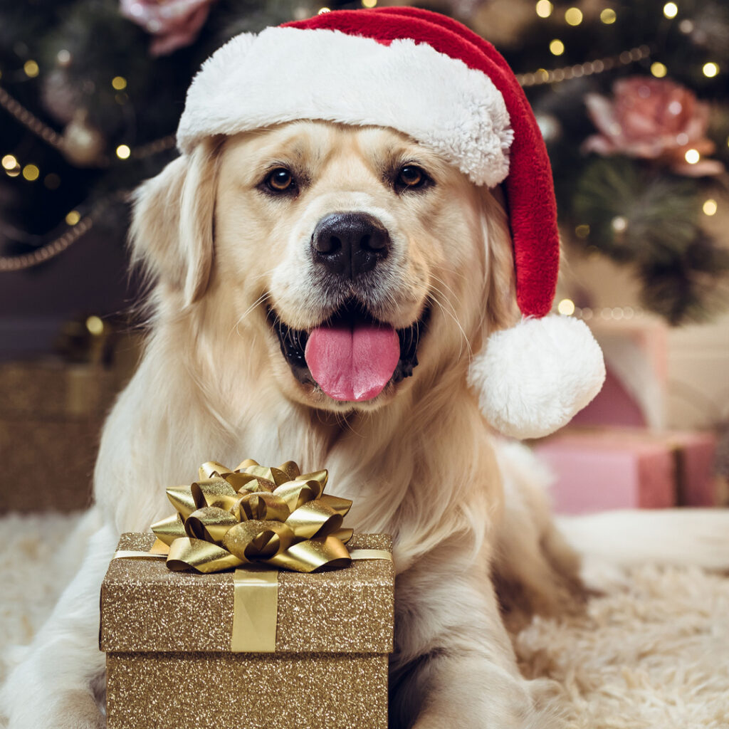 Holiday boarding at Our Dog House Camarillo