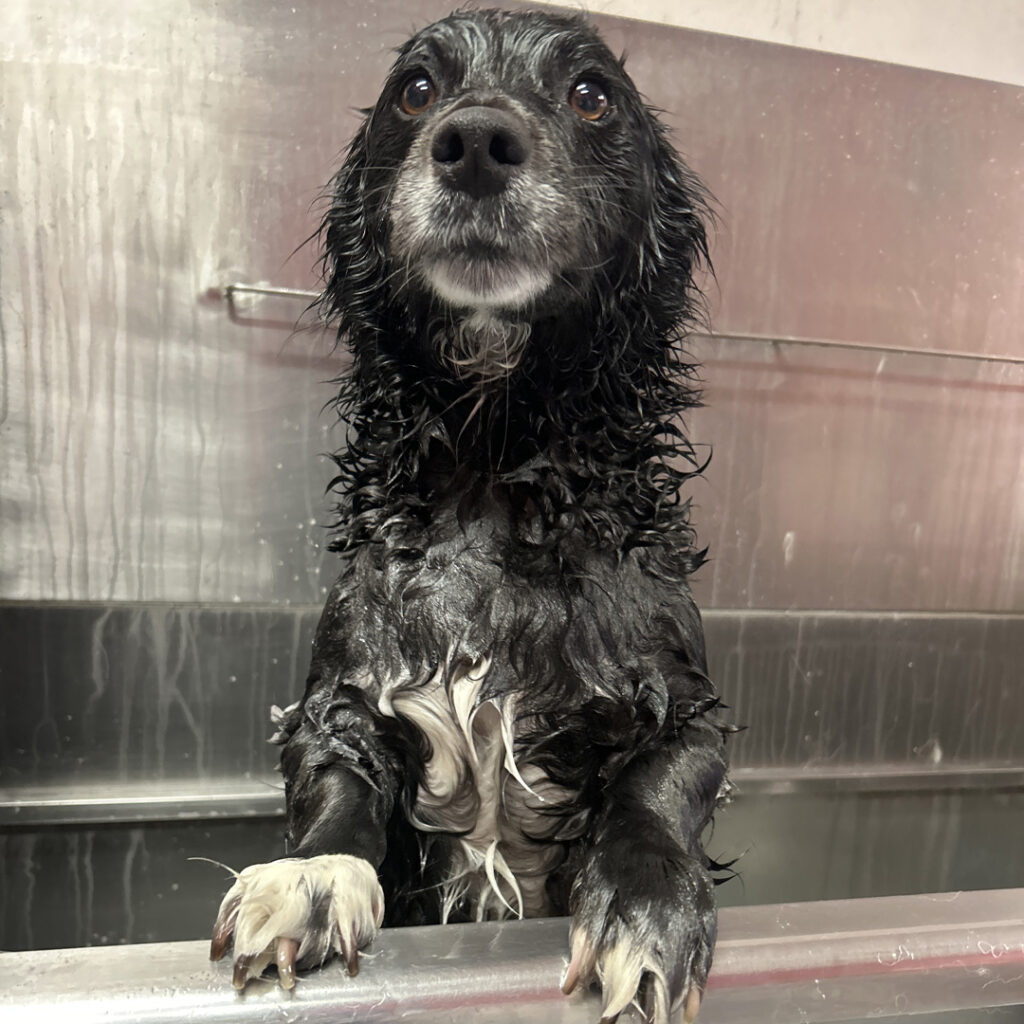 Baths at Dog House Camarillo