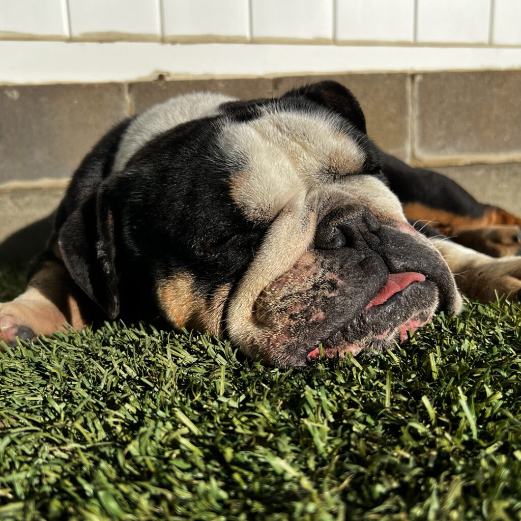 Taking a nap at Our Dog House Camarillo