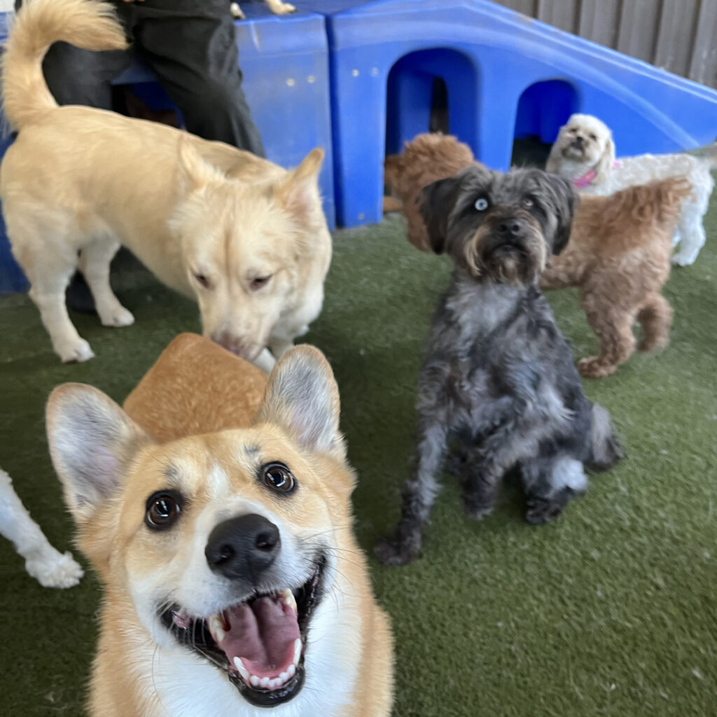 Our Dog House Camarillo Playtime