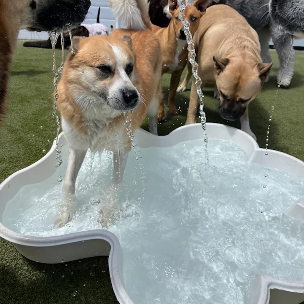 Dog House Camarillo Pool time