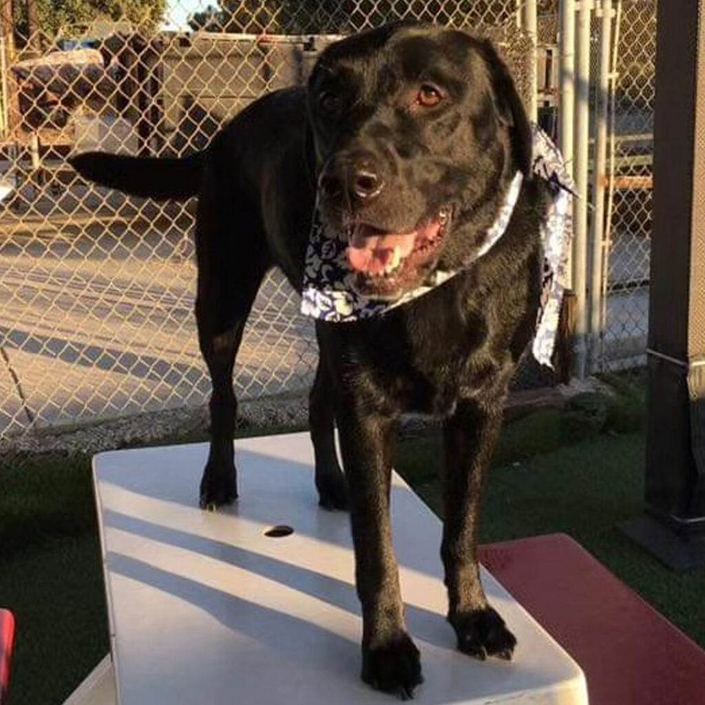 A dog's tale Dog House Camarillo