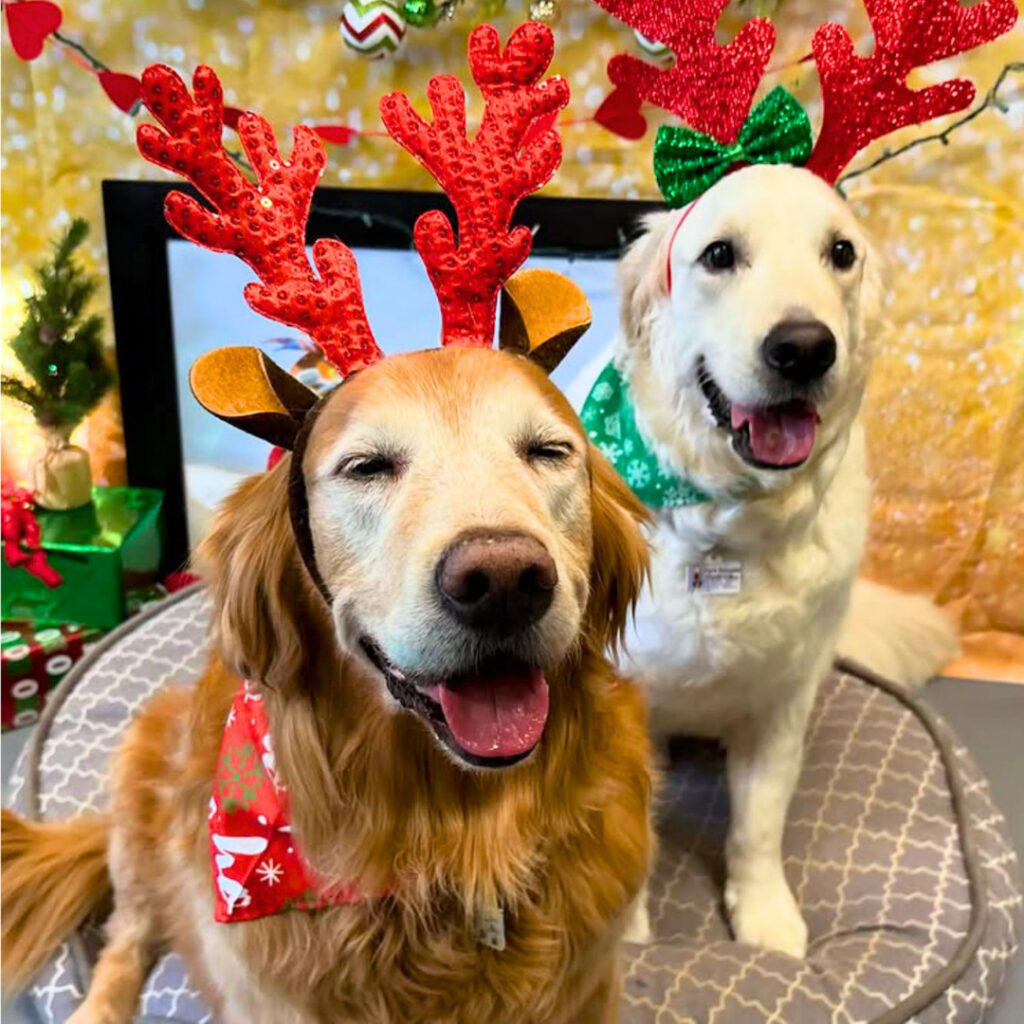 Dog House Camarillo Holiday Rates