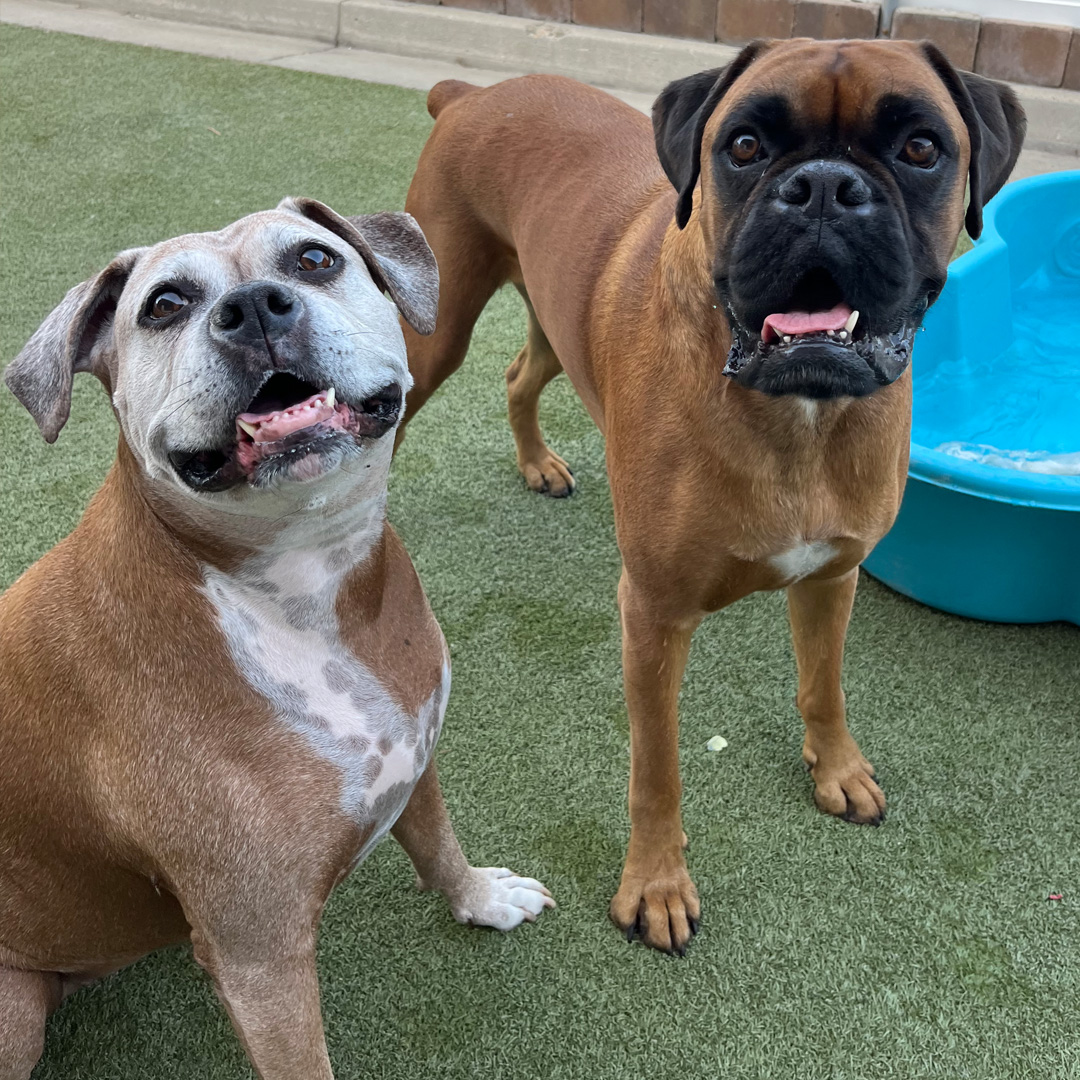 Dog House Camarillo Daycare