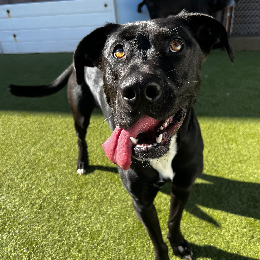 Dog House Camarillo Daycare