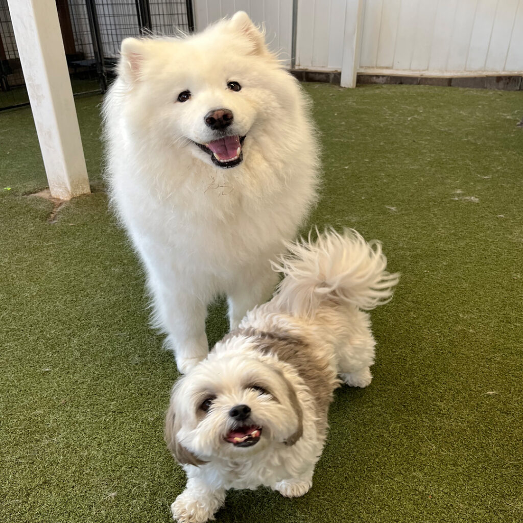 Dog House Camarillo Daycare