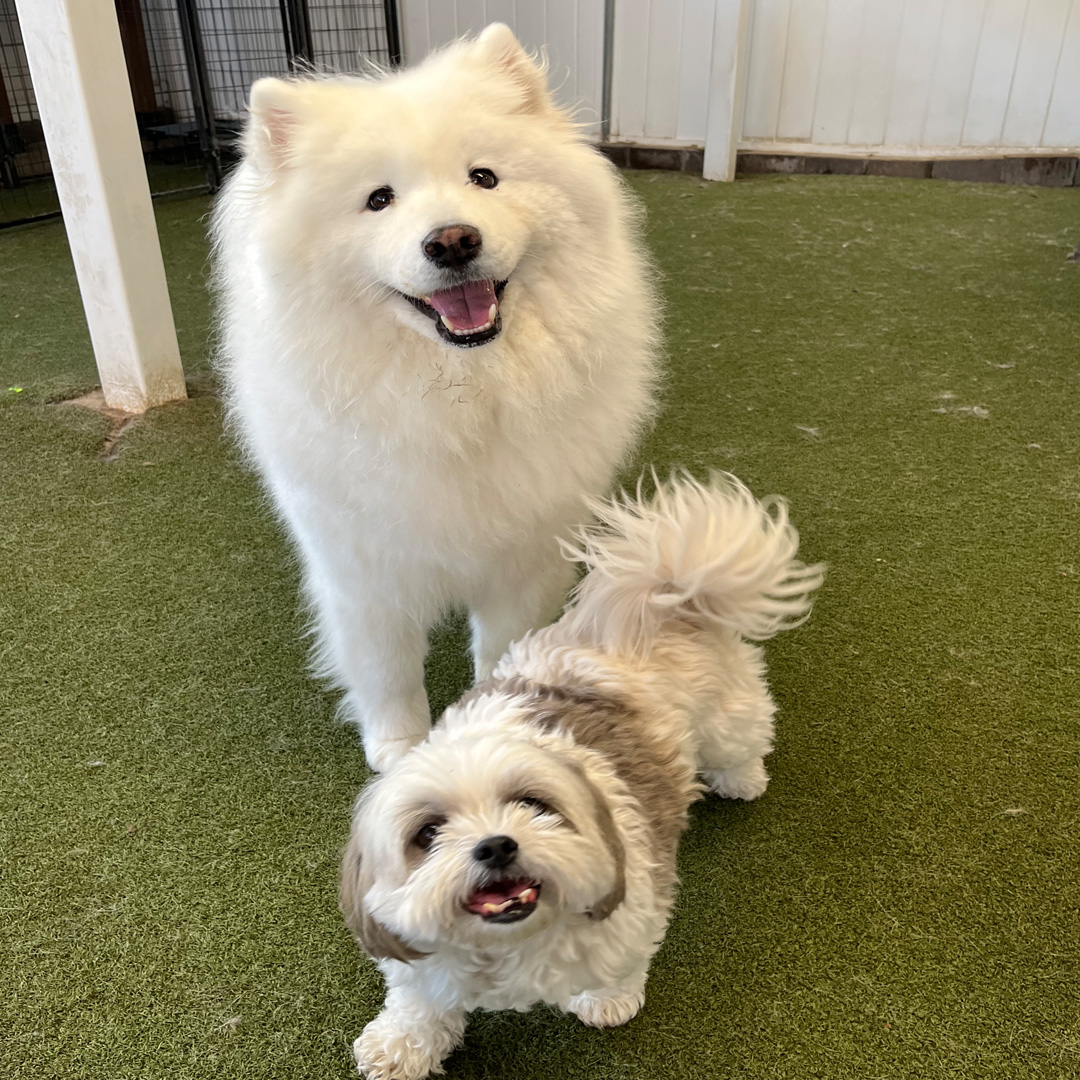 Dog House Camarillo Daycare