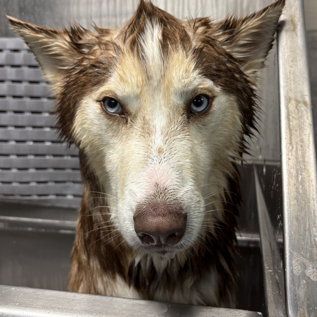 doghousecamarillo baths2