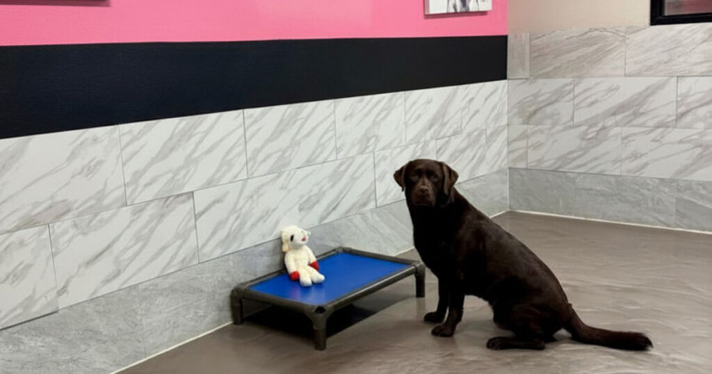 Dog House Camarillo