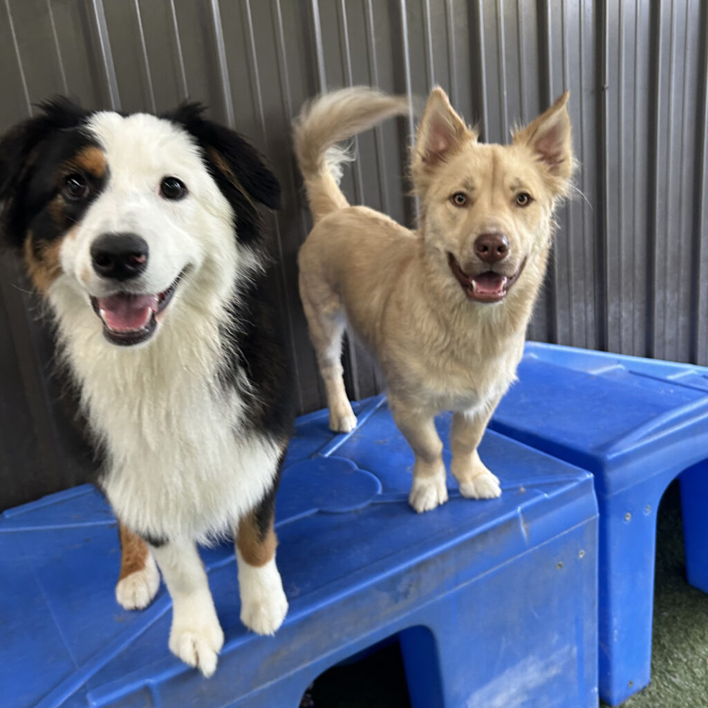 Dog House Camarillo Enrollment Requirments