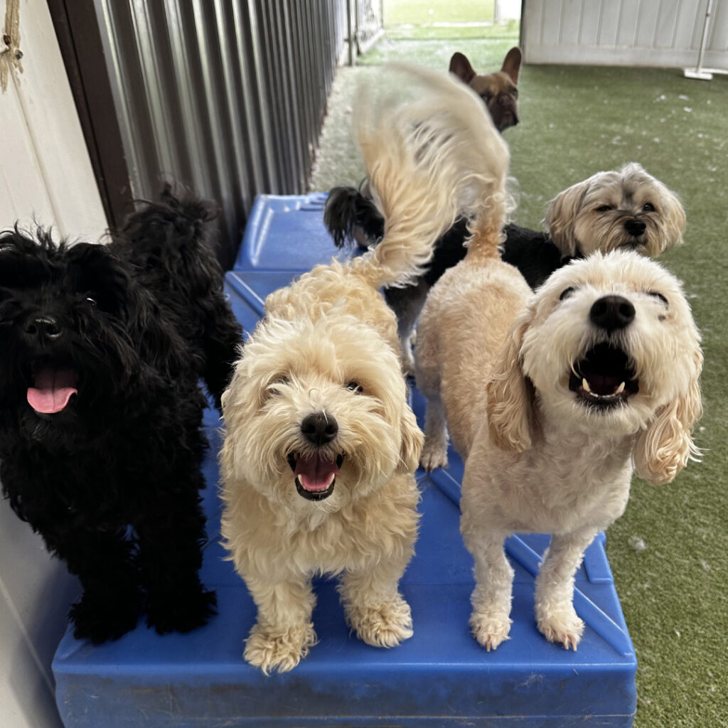 Dog House Camarillo Enrolloment requirments